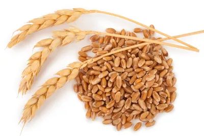 Показатели качества зерна пшеницы и факторы на них влияющие | «Сингента» в  России