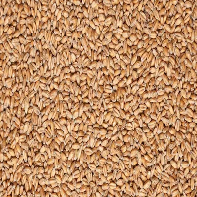 Качество зерна: требования, методы определения, показатели - AgroApp:  Быстрое кредитование для агробизнеса