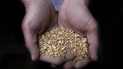 Запах зерна пшеницы: виды и классификация