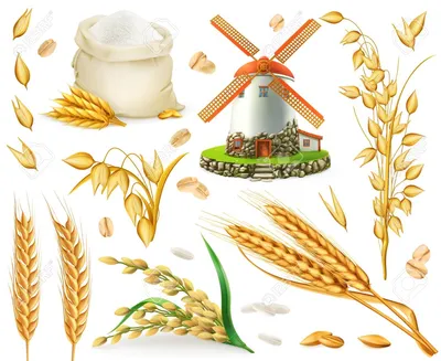 Пшеница, зерно пшеницы (ID#51593675), цена: 22 ₴, купить на Prom.ua