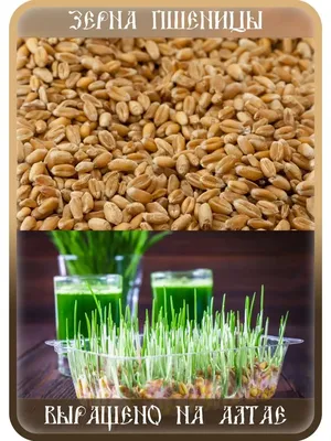 Natural Seeds Пшеница для проращивания 1 кг. Зерно пшеницы