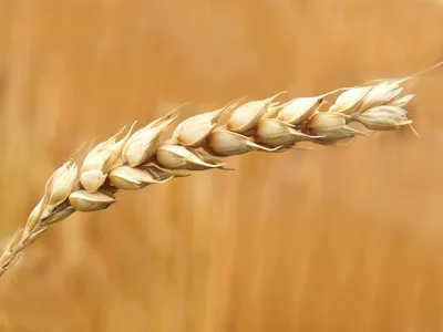 Купить Пророщенные зерна пшеницы, овса, ячменя и кукурузы ДОБРА ЇЖА -  СУПЕРФУД (300 г) по цене 320 грн производителя