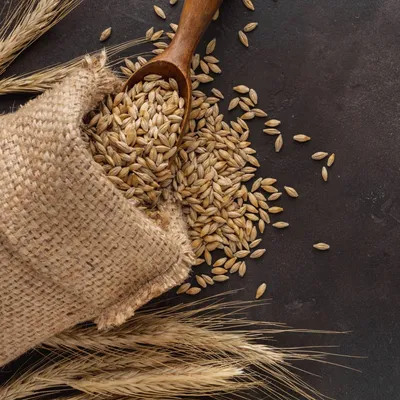 колосья пшеницы и зерна пшеницы Фото Фон И картинка для бесплатной загрузки  - Pngtree