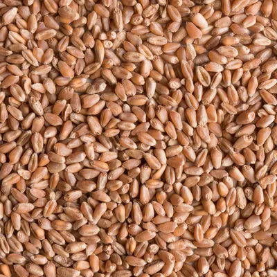 Аграрии отметили снижение качества зерна – Агроинвестор