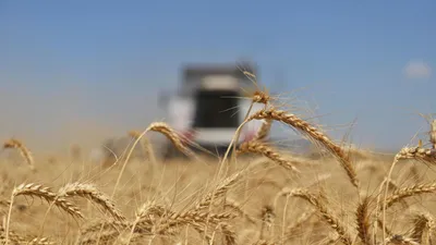 Зерна пшеницы с сухой пастой на деревянном фоне :: Стоковая фотография ::  Pixel-Shot Studio