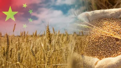 Семена пшеницы и ячменя на посев - Купить гибриды пшеницы и ячменя в Grano