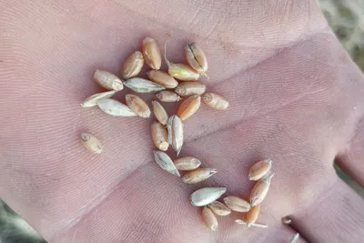 Пшеница зерно для проращивания и витграсс, 1,5 кг - купить с доставкой по  выгодным ценам в интернет-магазине OZON (168995889)