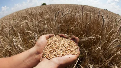 Европа сражается за украинское зерно | Euronews