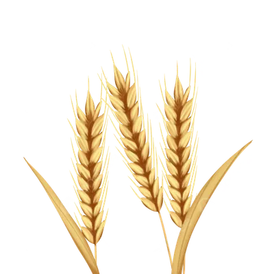 Что такое натура зерна и как ее определить?
