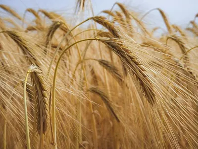 Пшеница, зерно для проращивания 1кг. Ешь и Здравствуй 19029344 купить за  177 ₽ в интернет-магазине Wildberries