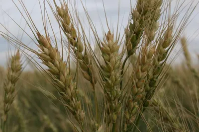 Пророщенные зерна пшеницы: польза и вред