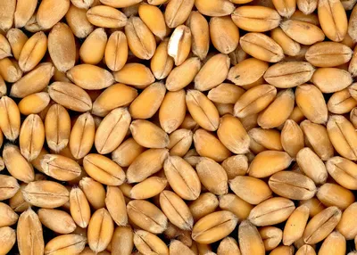 Зерно пшеницы (5кг) 2021год - купить с доставкой по выгодным ценам в  интернет-магазине OZON (417264597)