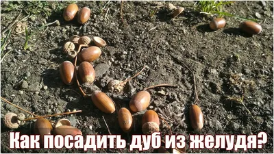картинки : дерево, природа, лес, филиал, фрукты, падать, семя, цветок,  Окружающая среда, Листва, Пища, Зеленый, производить, Естественный, Осень,  Коричневый, ботаника, орех, Флора, время года, желудь, Жизнь, листья,  Сезонный, Лиственный, Дуб, Желуди, дуб,