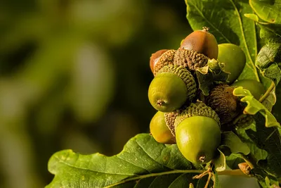 Arboretum 3 минуты чтения: \"Собираем Желуди Дуба\" - Blog