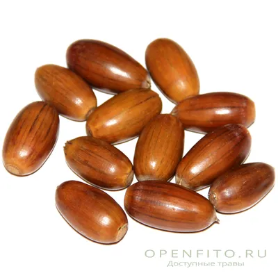 Дуб черешчатый — Википедия