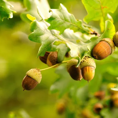 Фото Жёлудь Дуб Acorn Листва