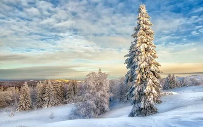 Обои елки, снег, зима, небо, природа картинки на рабочий стол, фото скачать  бесплатно