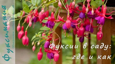 Фуксия Wattenpost сад Жанны Нарбутович (Кореличи, Беларусь) Fuchsimania |  Цветник, Сад, Ландшафтный дизайн