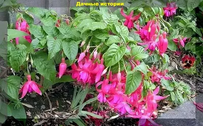 Цыганские серьги» зацвели в томском ботаническом саду | ОБЩЕСТВО | АиФ Томск