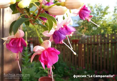 Фуксия Fuchsia (кашпо) п/к 2,4л — цена в LETTO