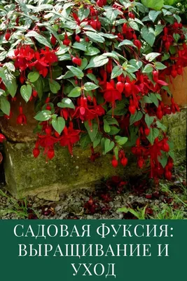 Фуксия - летнее выращивание в саду | Блог магазина