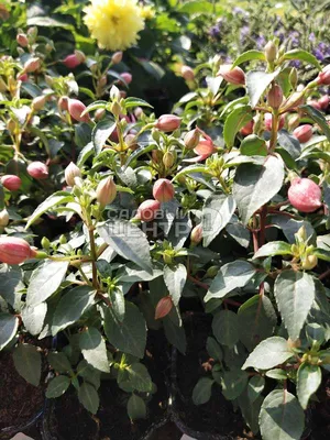 Фуксия ампельная Dollar Princess - Фуксия - GardenPlants