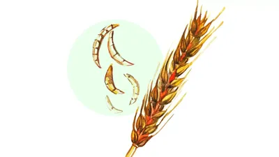 Фузариоз пшеницы – симптомы, методы прогнозирования и лечения болезни