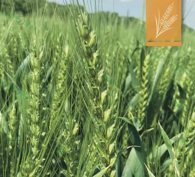 ГлавАгроном - Интегрированное обеззараживание семян озимой пшеницы от  фузариозной инфекции