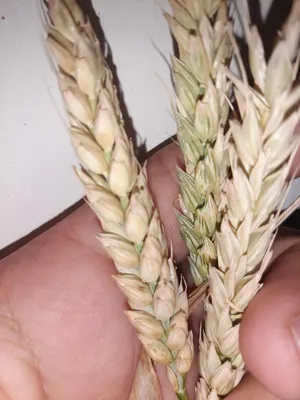 Фузариоз колоса пшеницы (Fusarium cuimorum, Fusarium graminearum) - YouTube