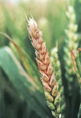 Семена пшеницы озимой Почайна элита цена в Украине - Черкасская ГСХОС