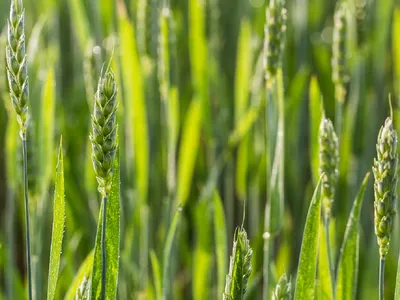 ГлавАгроном - Обнаружен белок, повышающий устойчивость зерновых к фузариозу  колоса