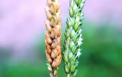 Россельхознадзор по РД предупреждает: зерно, пораженное фузариозом, опасно  | Информационный портал РИА \"Дагестан\"