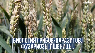 Уход за посевами озимой пшеницы в поздние фазы вегетации