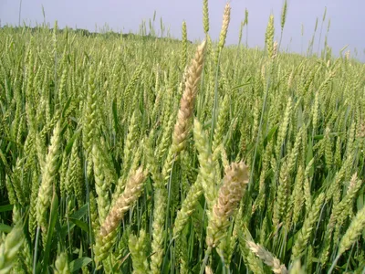 Дроны и авиационные адъюванты против фузариоза пшеницы — АгроXXI