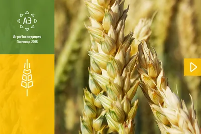 Уроки влажного сезона. Почему уборка пшеницы-2023 принесла огорчение и  разочарование [+ВИДЕО] | agrobook.ru