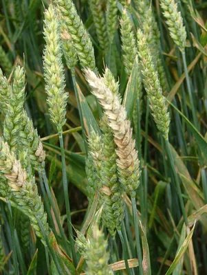 Грибы рода Fusarium на зерне пшеницы в Западной Сибири | ГлавАгроном | Дзен