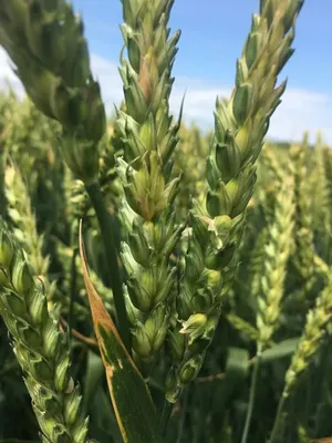 Фунгицид для пшеницы СпороМакс™ В - Имекс Агро