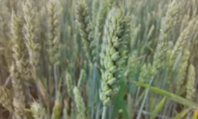 Пшеница Патрас – Купить Цена Оригинал 100% – АгроМен