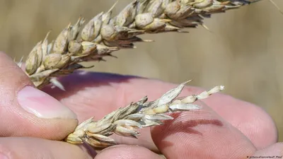 Род Фузариум (Fusarium) | это... Что такое Род Фузариум (Fusarium)?