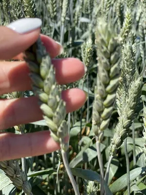 Озимая пшеница \"Гром\" 1-я репродукция в Кыргызстане, в Бишкеке, купить