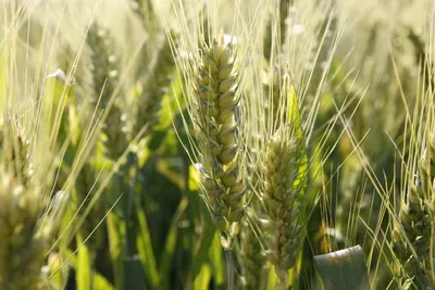 семена пшеницы и другие сорта древних зерен Стоковое Фото - изображение  насчитывающей мука, зерно: 161798070