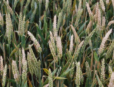 Пшеница АС Маунтин (АС Mountain) SeCan купить за 12 000 грн. с доставкой