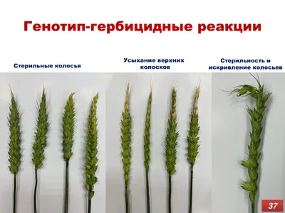 Фузариоз колоса пшеницы (Fusarium cuimorum, Fusarium graminearum) - YouTube