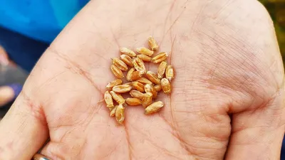 ФГБУ «Центр оценки качества зерна» | Специалисты Краснодарского пункта  исследуют ячмень нового урожая на качество и безопасность