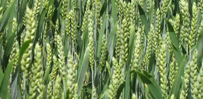 Семена пшеницы ТИМИРЯЗЕВКА 150 • ЭкоНива-Семена