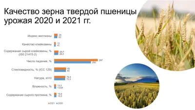 Качество казахстанского зерна урожая в 2023 году