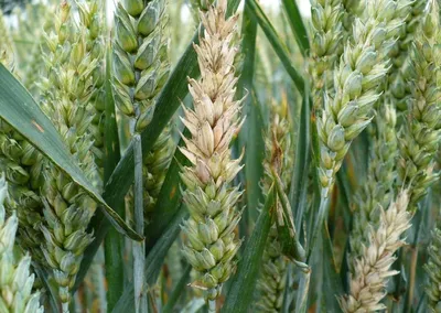 Чрезвычайная ситуация с фузариозом зерна в Амурской области в 2019 году |  ГлавАгроном | Дзен