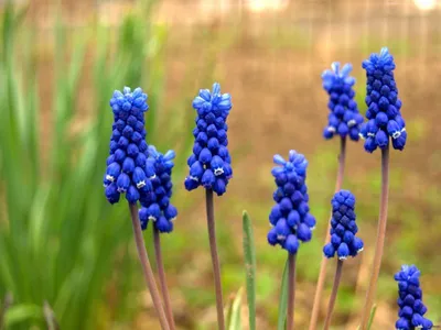 Muscari - Гадючий лук - Мышиный гиацинт | Пикабу