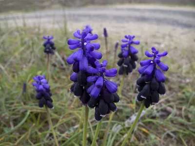 Гадючий лук незамеченный (Muscari neglectum) - PictureThis