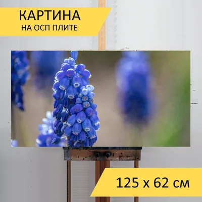 Гадючий лук - Siberian Tiger - пакет из 10 штук - Muscari – Garden Seeds  Market | Бесплатная доставка